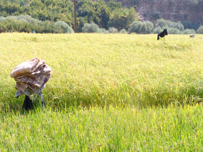 طراحی سایت باغ ملک