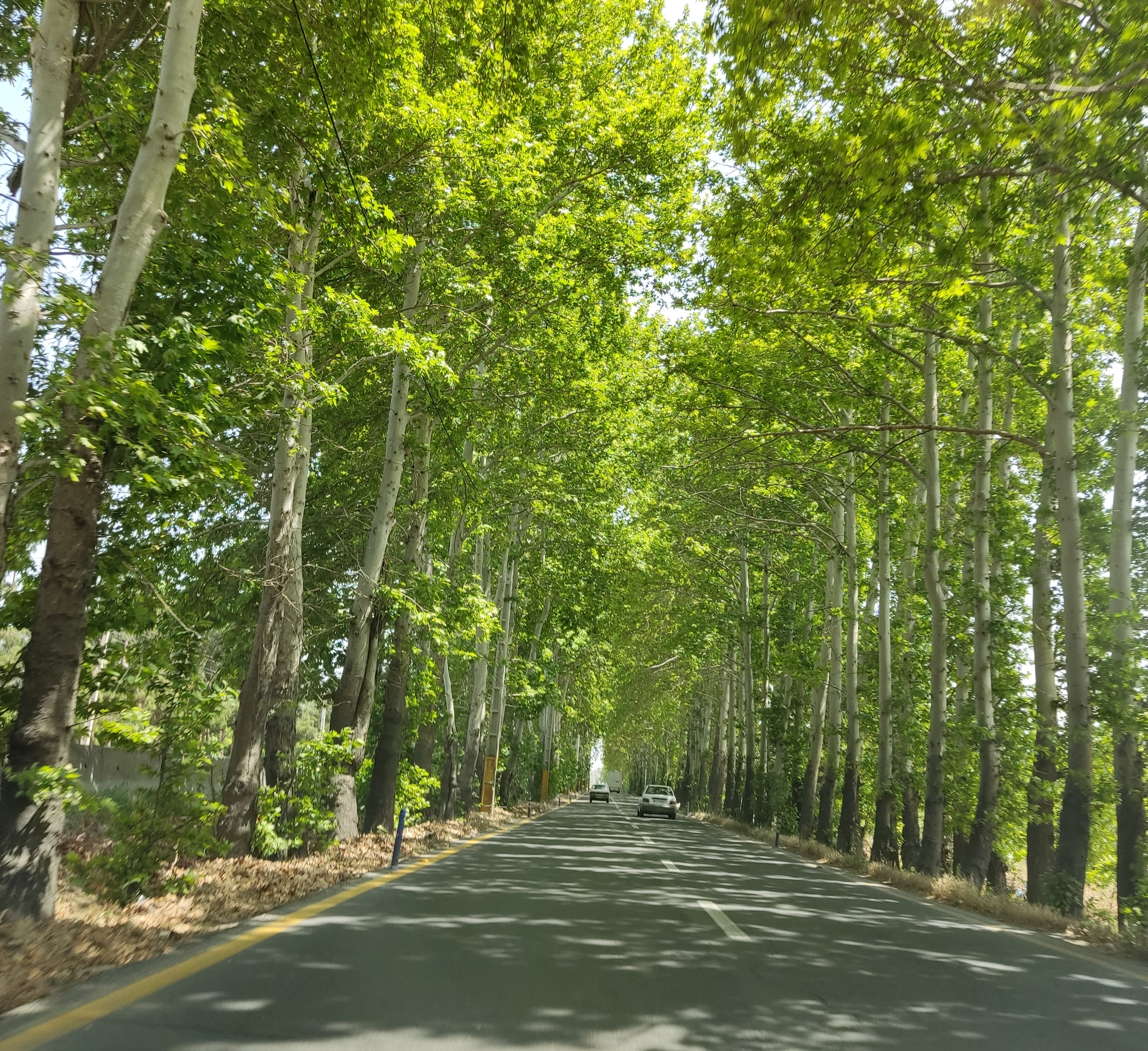 سئو /ImageCache?imageUrl=/wikipedia/commons/5/55/Malard_%282022%29.jpg