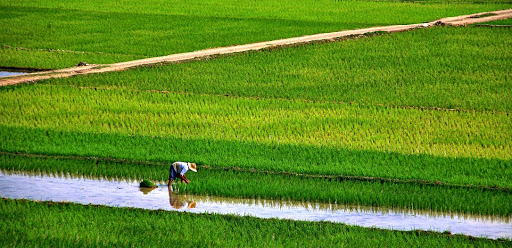 طراحی سایت ورنامخواست