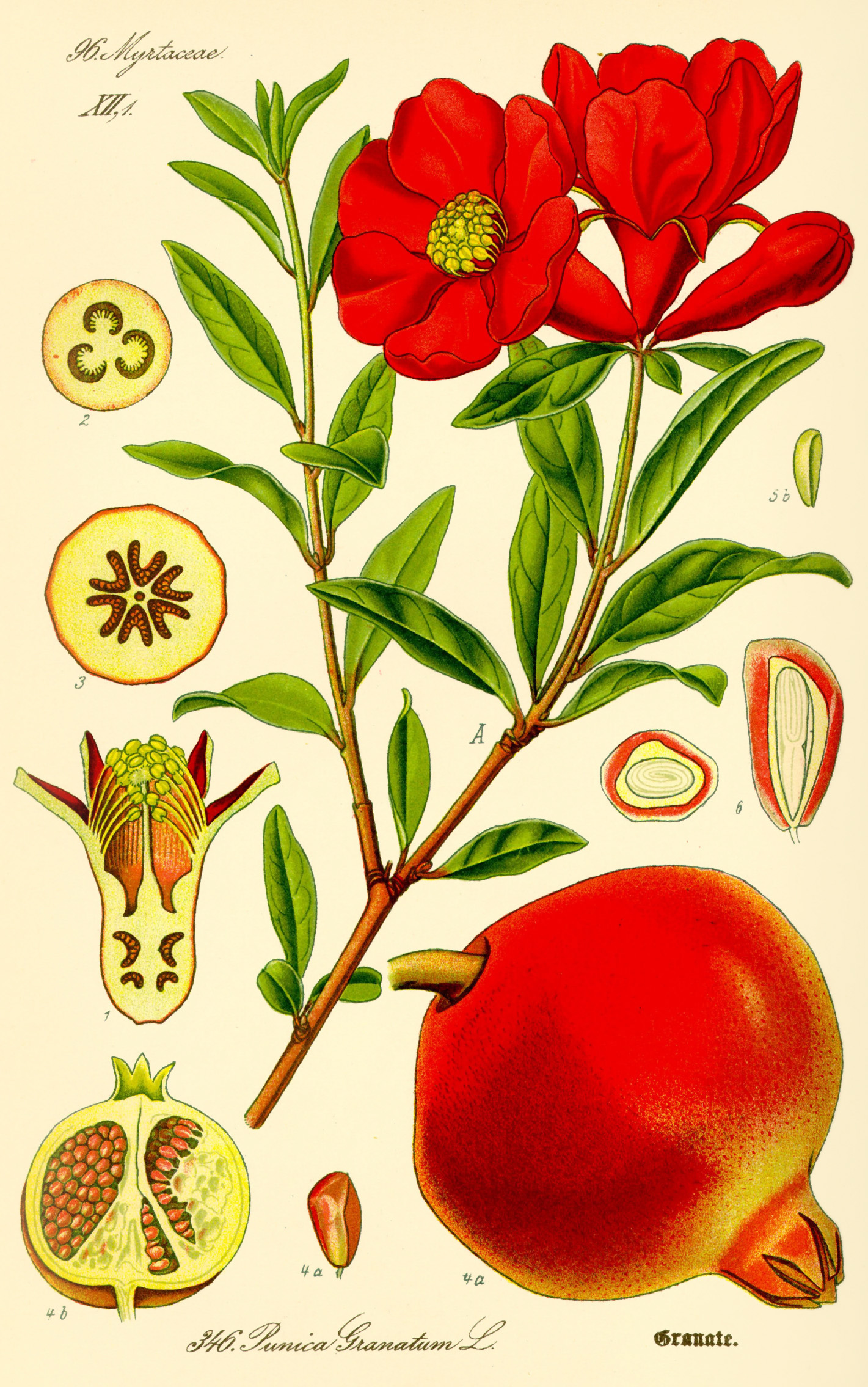 سئو /ImageCache?imageUrl=/wikipedia/commons/d/db/Illustration_Punica_granatum2.jpg