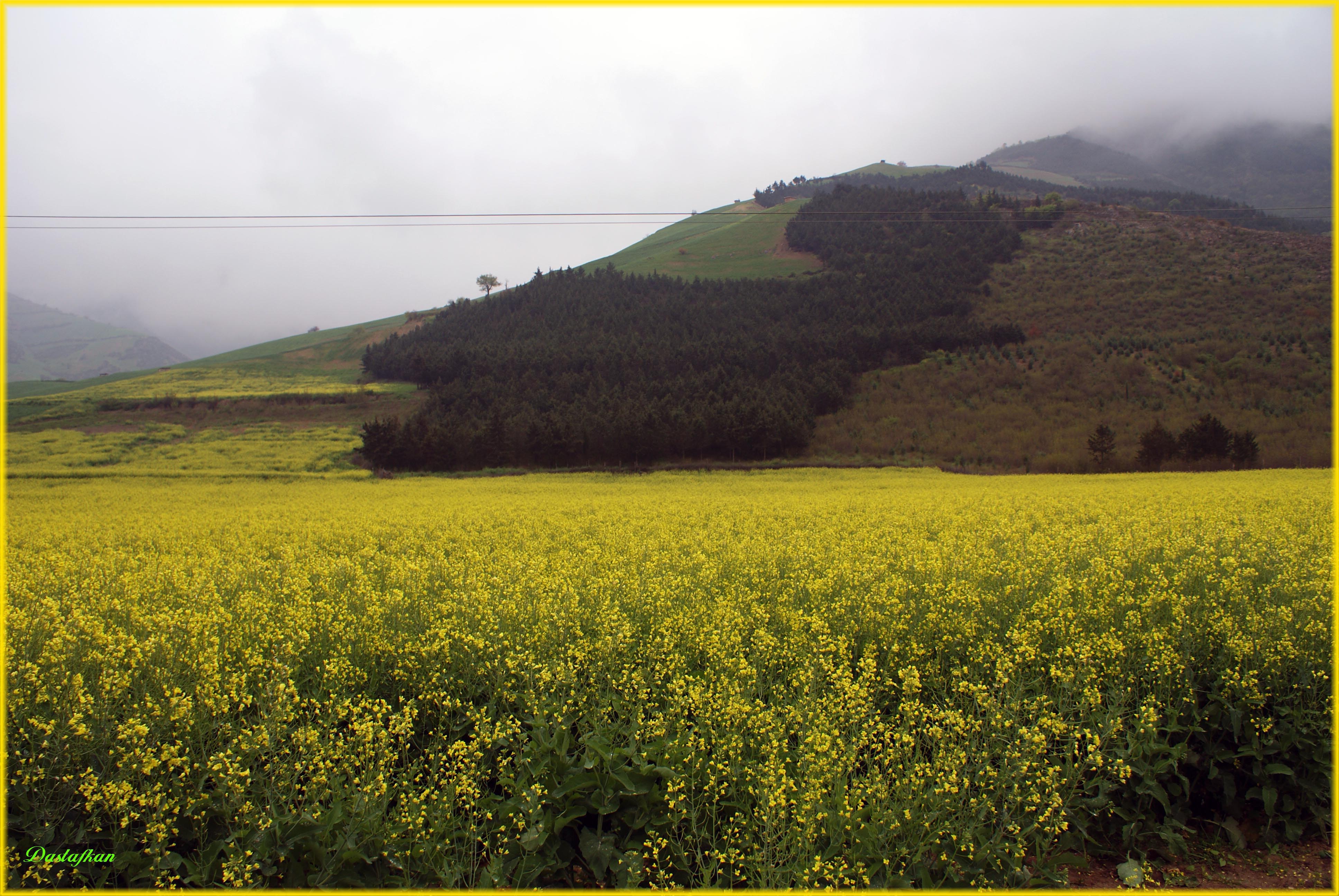 طراحی سایت آزاد شهر