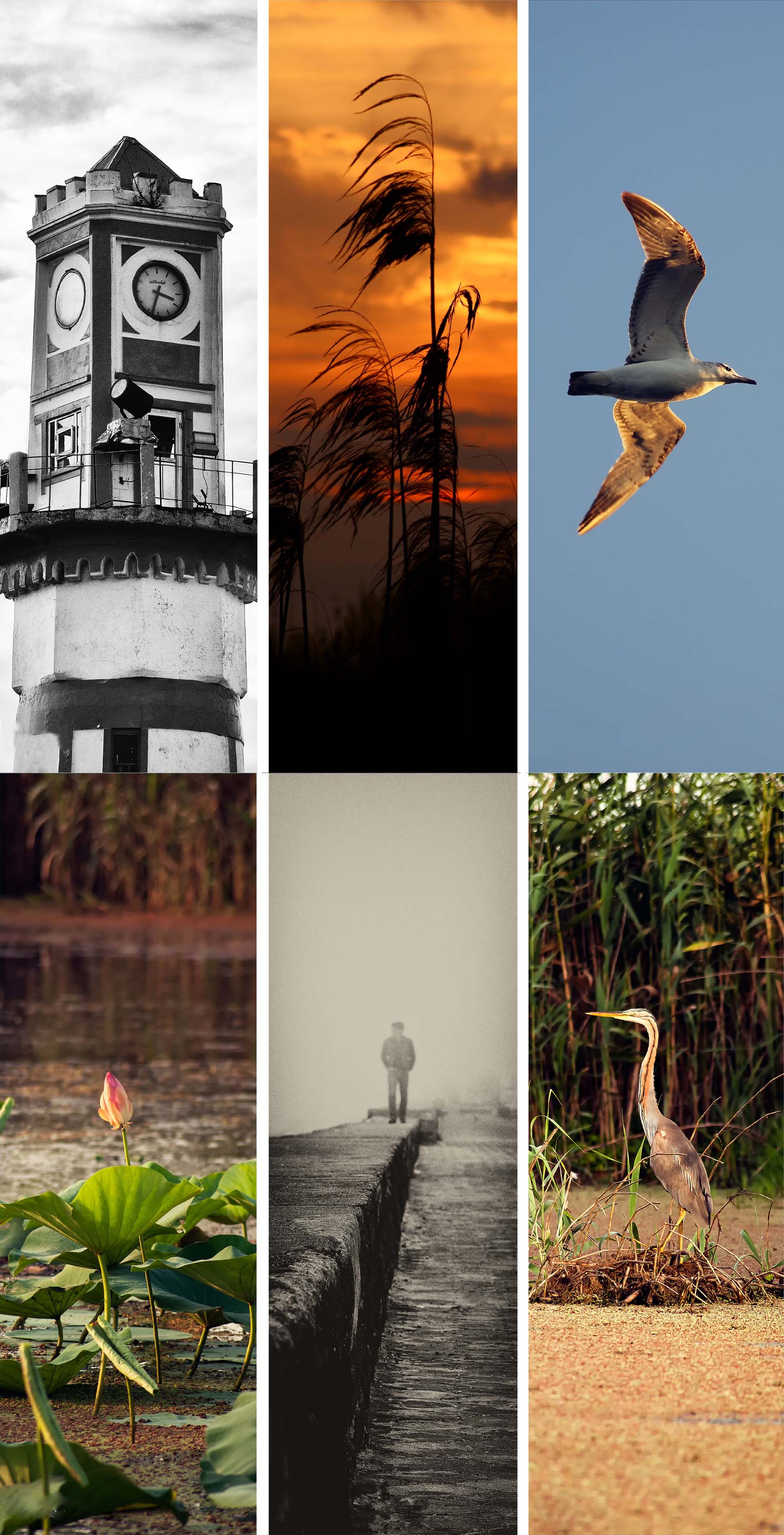 طراحی سایت بندر انزلی