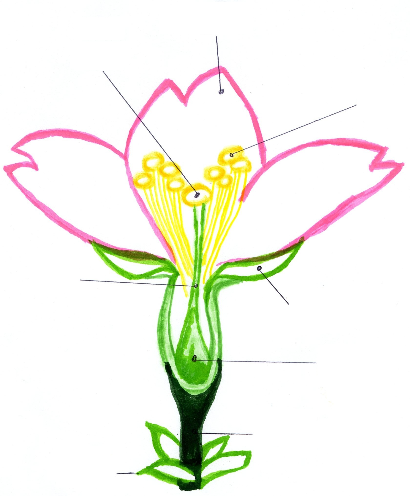 سئو /ImageCache?imageUrl=/wikipedia/fa/7/75/Sakuraaaa-label.jpg