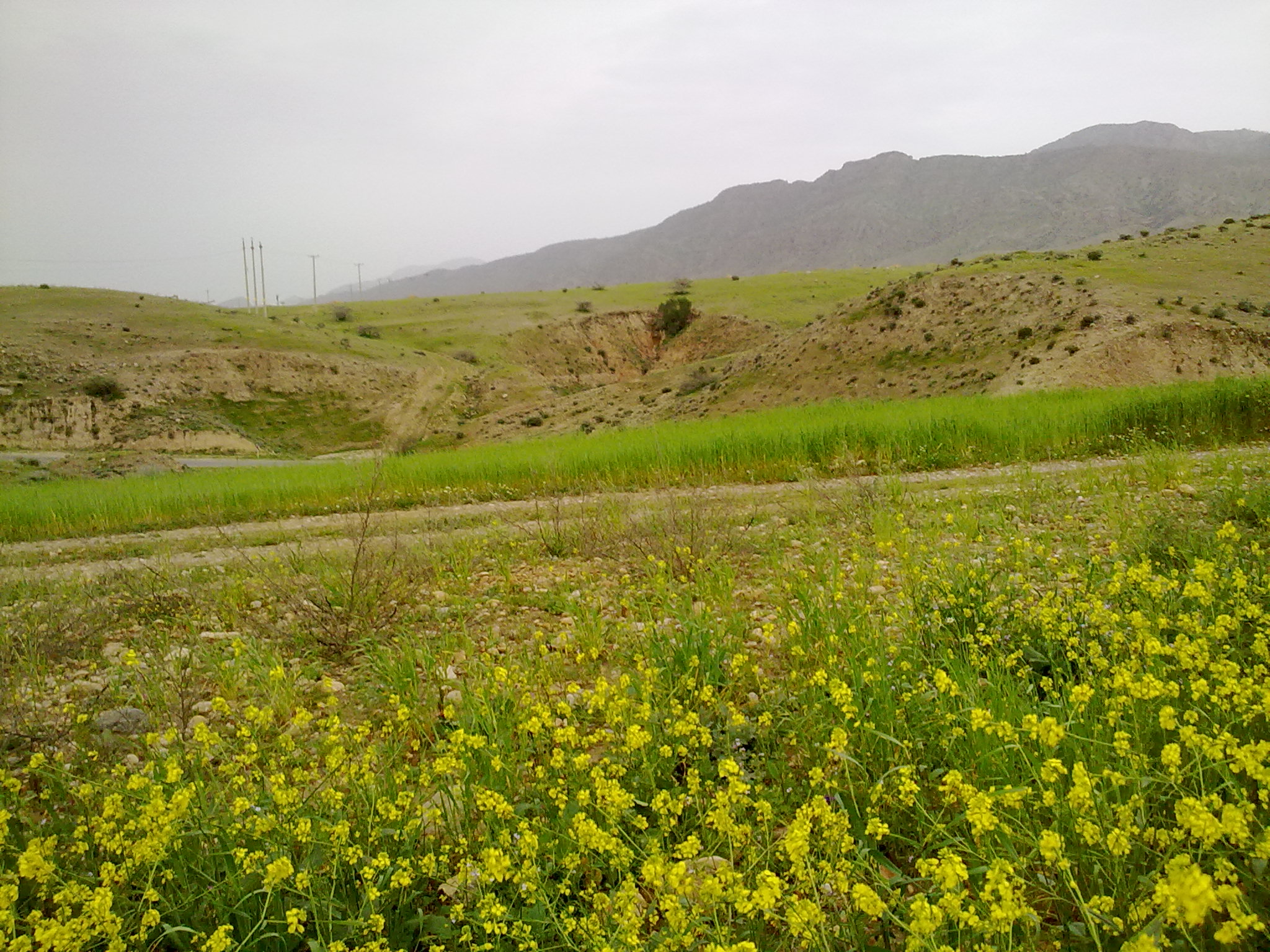 سئو سایت در مصیری